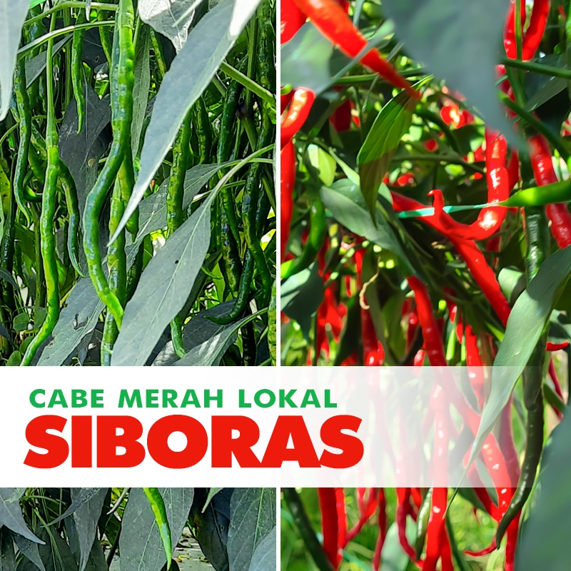 BIBIT CABE MERAH KERITING LOKAL SIBORAS ISI 10gr