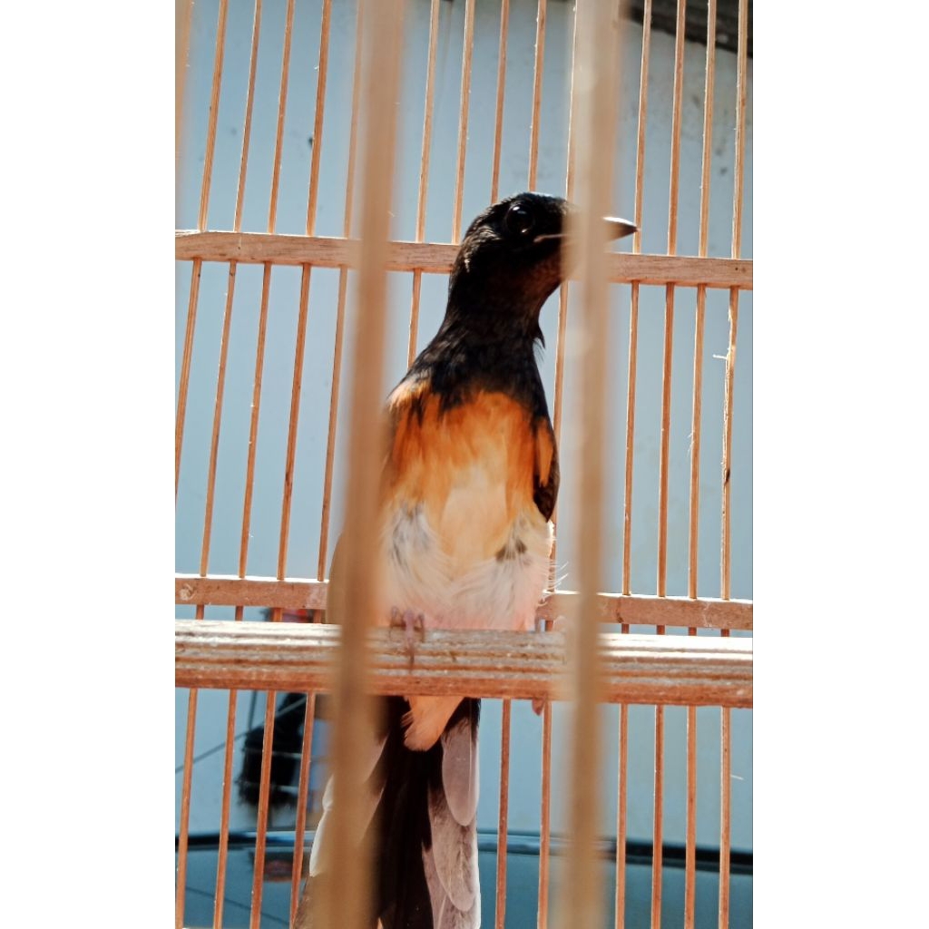 murai batu betina siap ternak