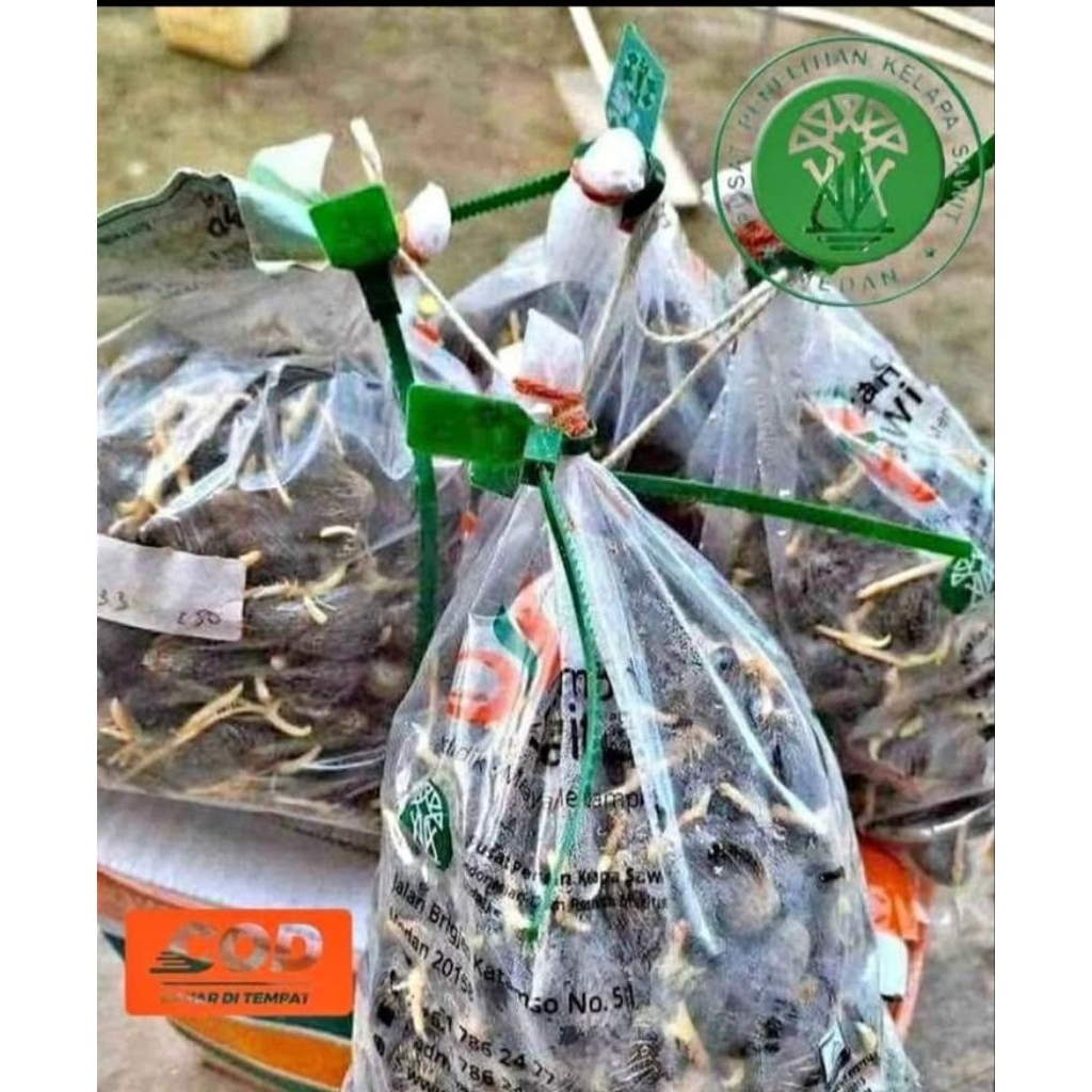 BENIH BIBIT PPKS MEDAN KUALITAS UNGGUL