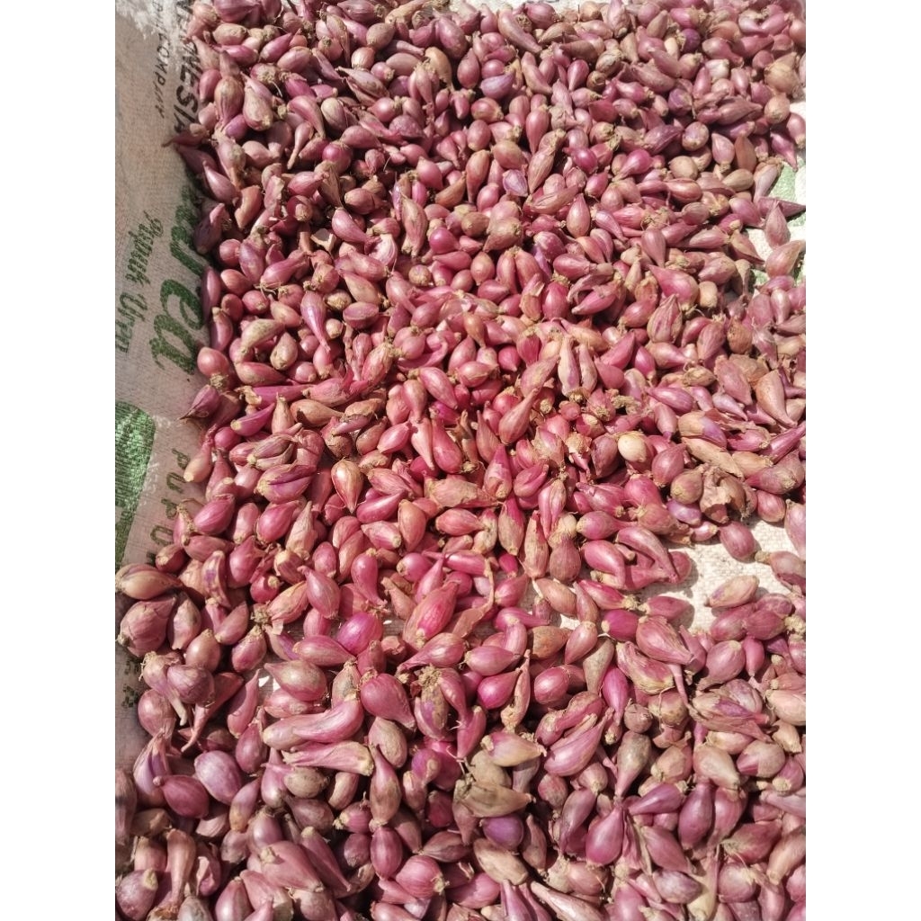 

Bawang Merah Brebes Fresh Asli Brebes ukuran kecil