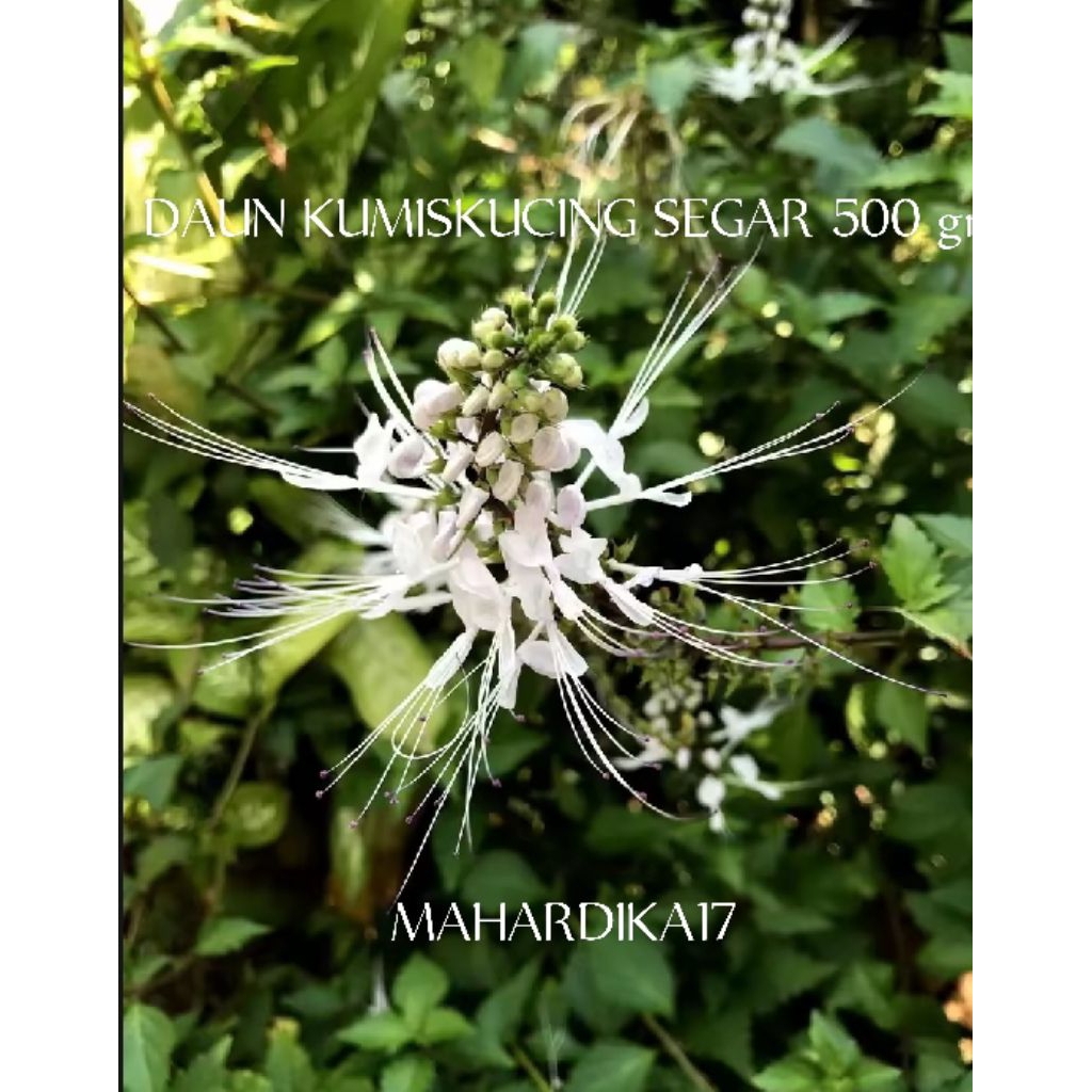 

TANAMAN KUMIS.KUCING SUDAH KERING 250 GRAM