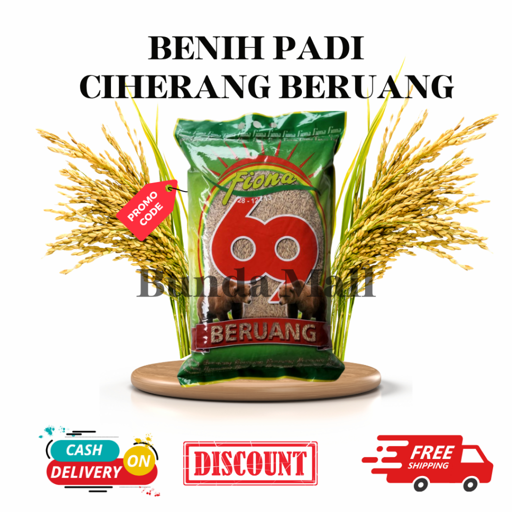 BENIH PADI CIHERANG BERUANG