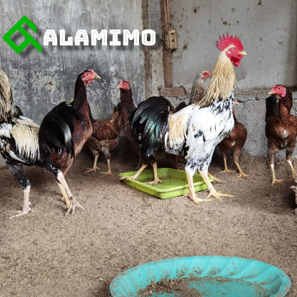 

Telur Ayam KUB2 janaka narayana Fresh Ayam kampung dwiguna pedaging petelur telur tetas fertil
