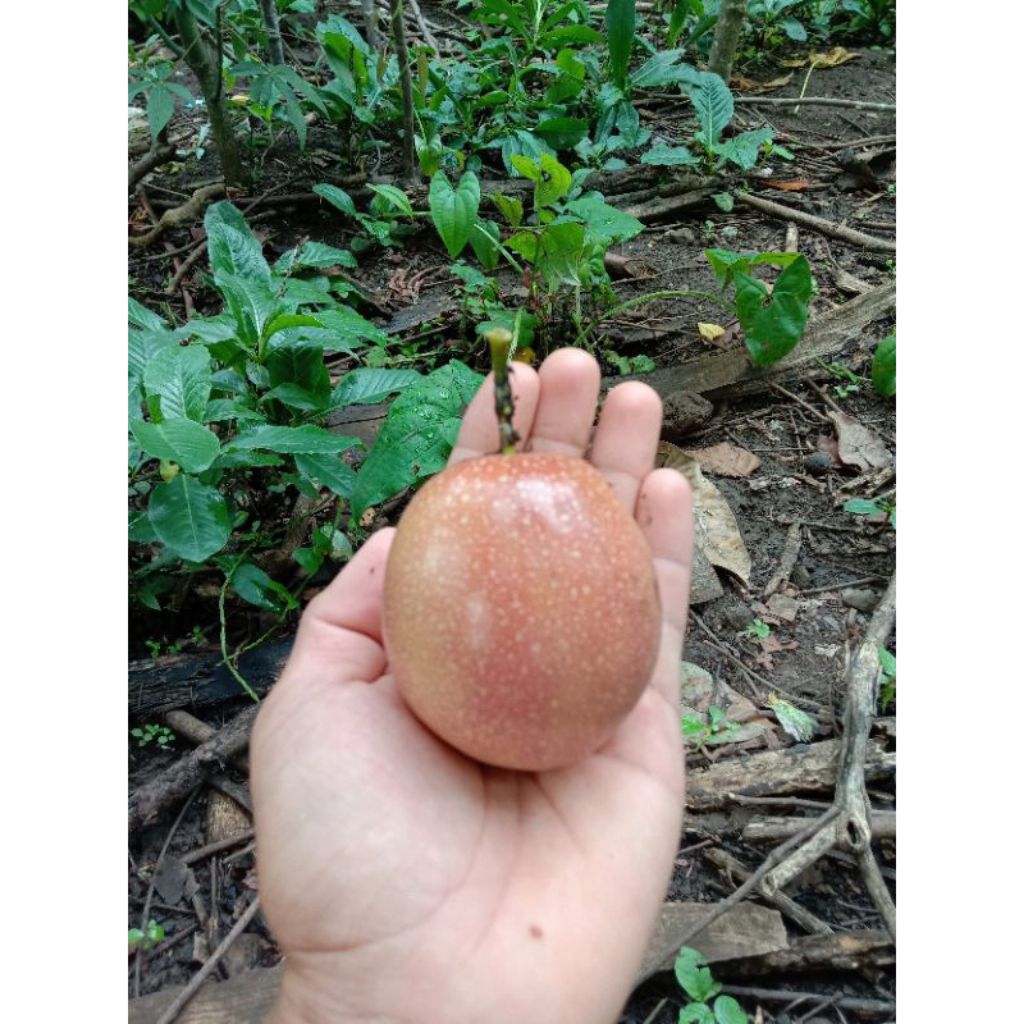 

Buah markisa segar 1 buah murah