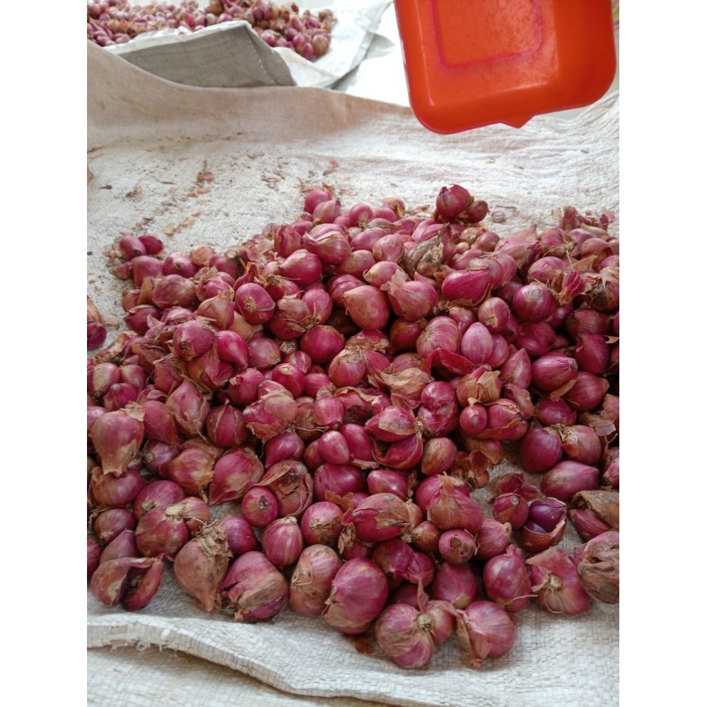 

ready bawang merah, bawang merah Probolinggo asli petani Probolinggo