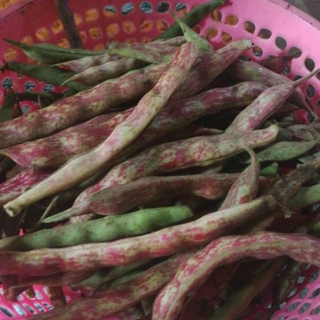 

kacang tanah Dieng bisa di ongseng atou di masak dengan sayuran hijau rasa pulen di masak30menitsampe warna air keruhdan daging kacangsudah empuk bisa langsung dimakan ataudimasak lagidengansayuranlainnya