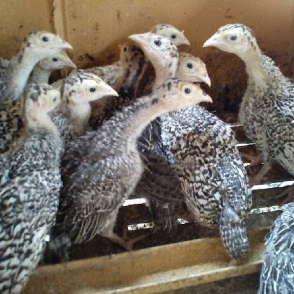 KALKUN AYAM ANAK BERKUALITAS