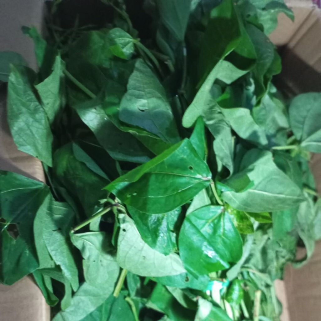 

SAYUR DAUN LEMBAYUNG SEGAR