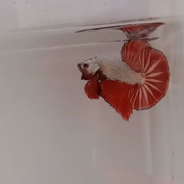 READY BARU DAM MURAH ,, HMPK CUPANG KONTES BEBAS TERANG ,BEBAS GELAP, DRAGON , SIZE REGULER ATAU M