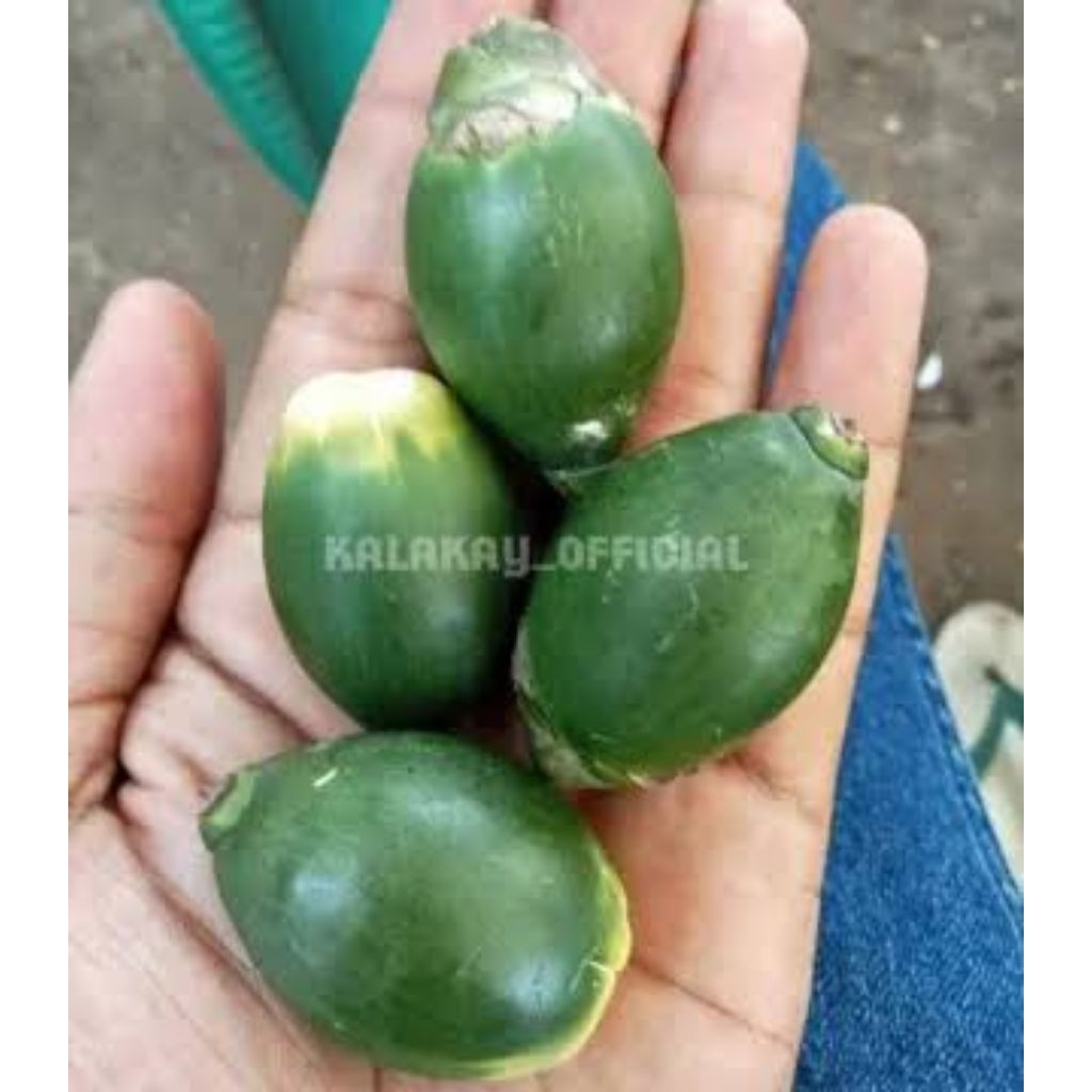

Buah pinang muda segar/fresh (jame)1kg