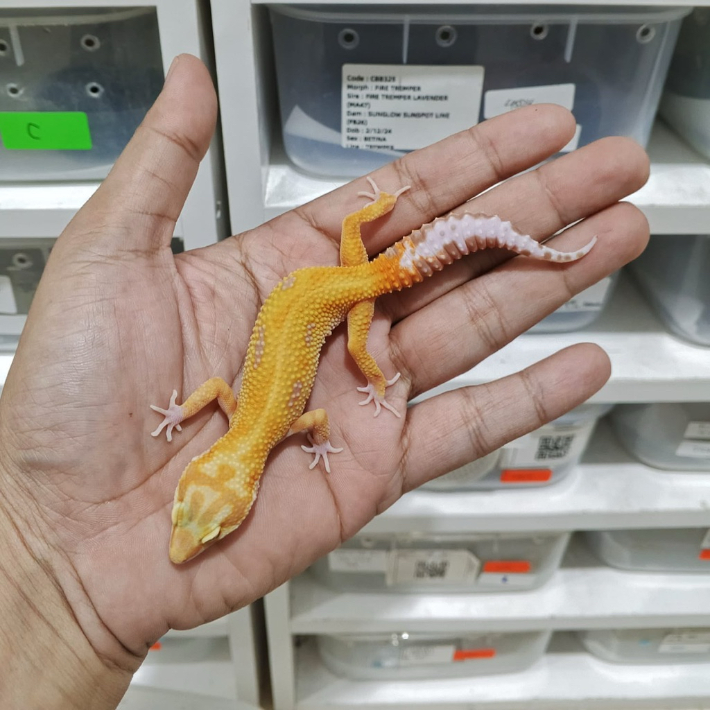 Gecko Aptor RS Line Lucu