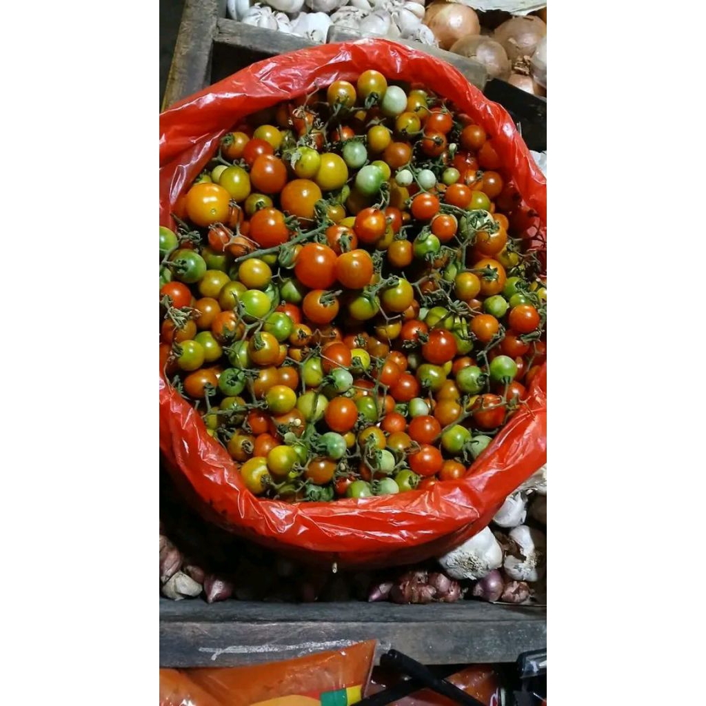 

rampai tomat kecil 1kg murah terlaris harga grosir paling murah