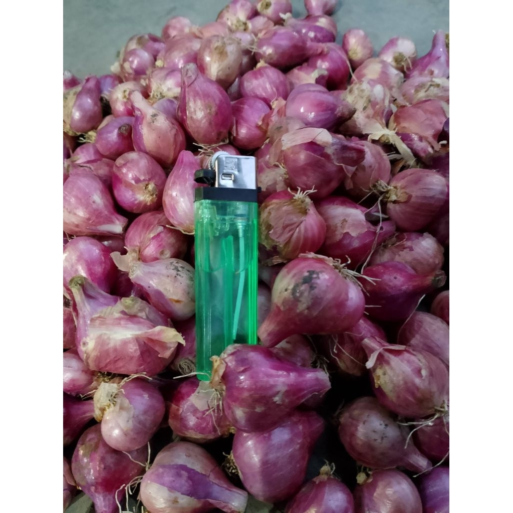 

Bawang merah tanggung campur - kering 1 kg
