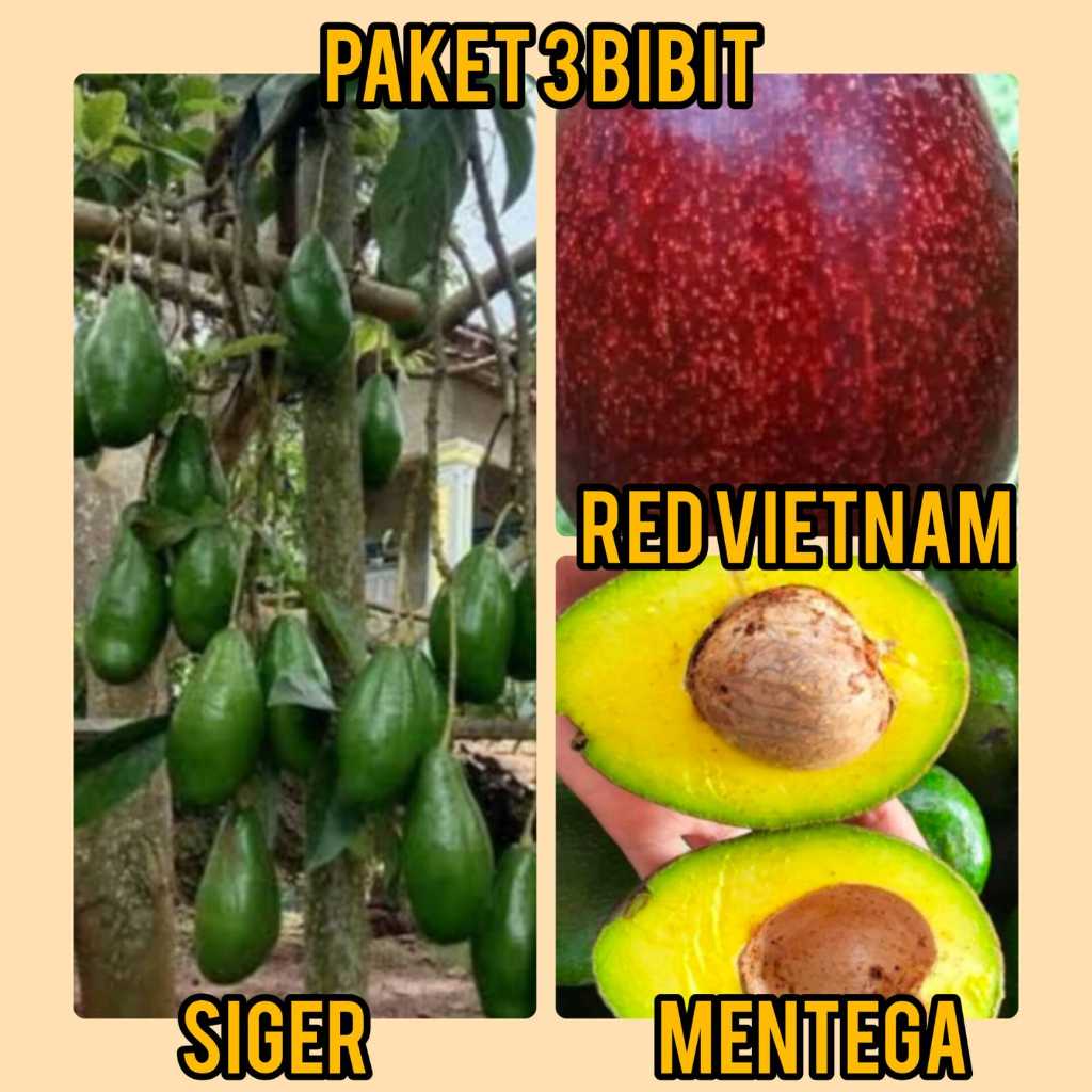 Paket 3 Bibit Alpukat Siger, Red Vietnam, Mentega
