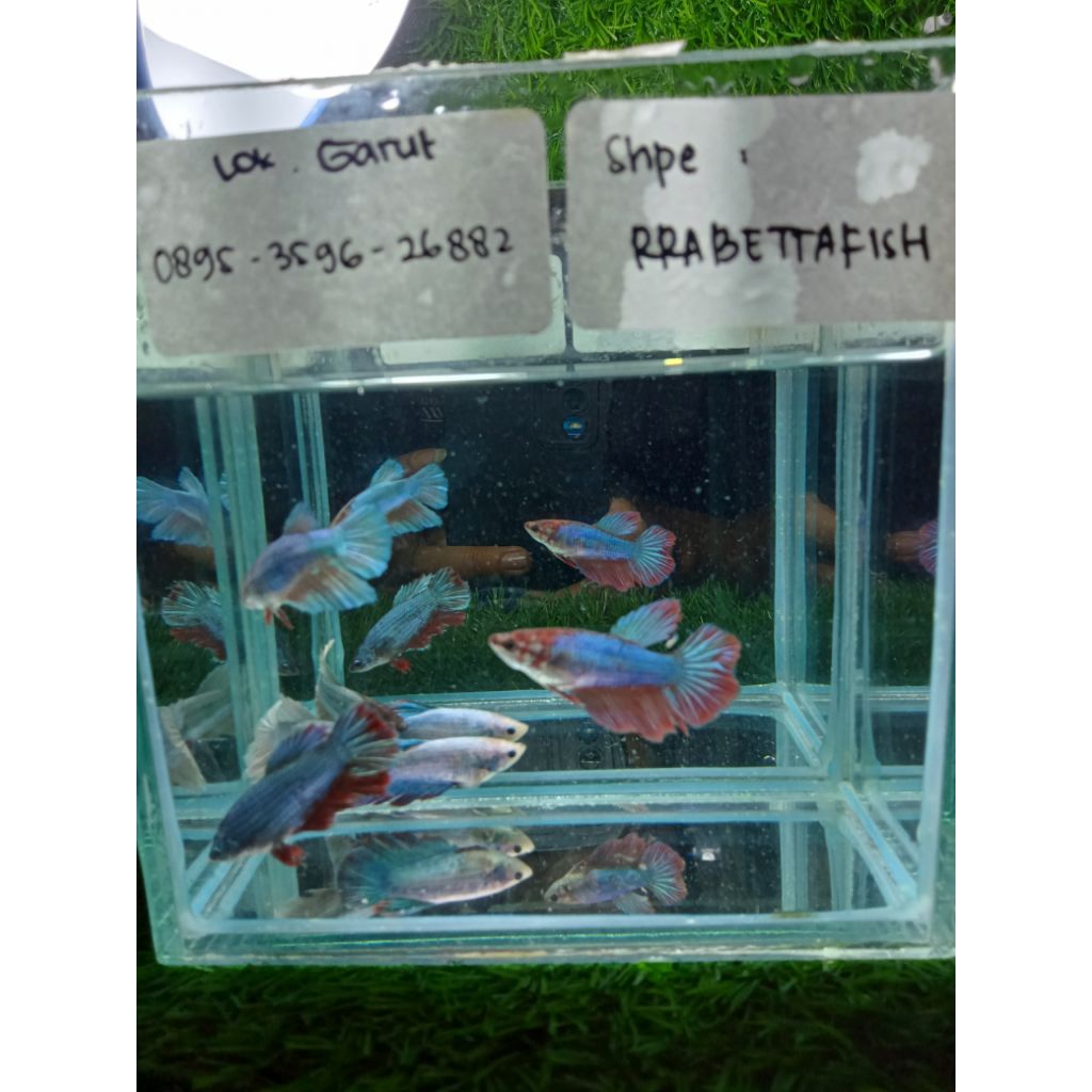 FEMALE ikan cupang halfmoon rosetail siap breed