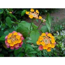 

Daun Tembelekan Segar 1 Kg (Lantana Camara) Obat Herbal Tradisional