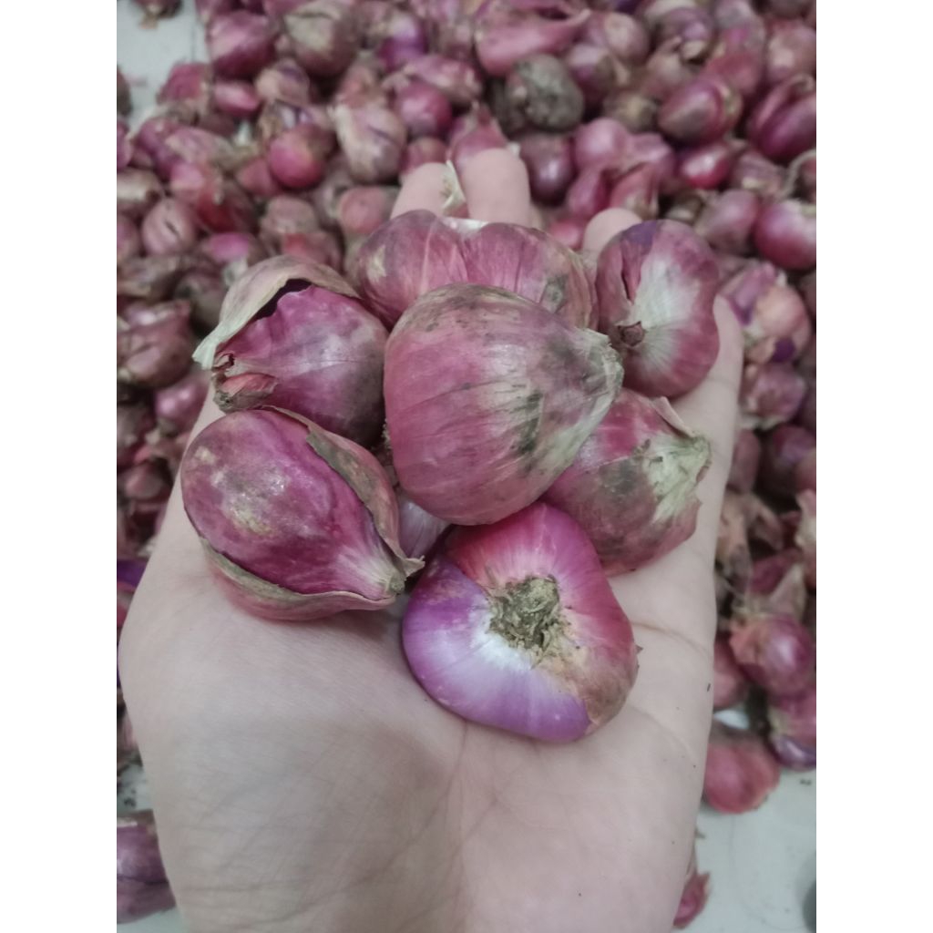 

Bawang Merah Super Berat 250gram