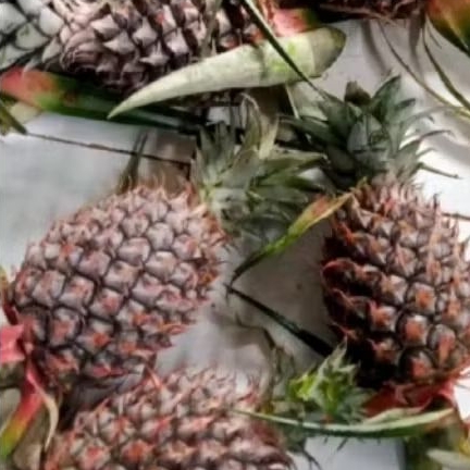 

Buah nanas muda 1 buah Segar