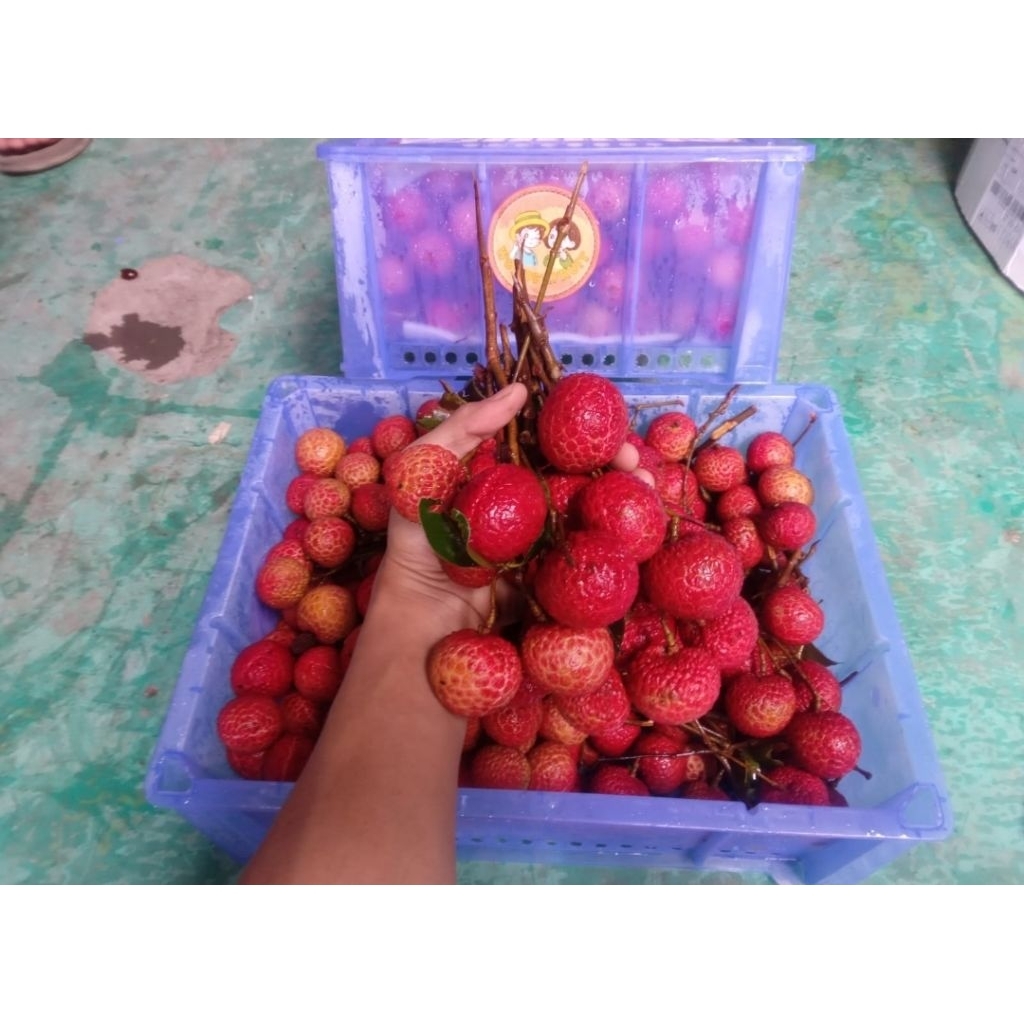 

leci madu merah fresh 1 kg / buah leci merah fresh 1 kg