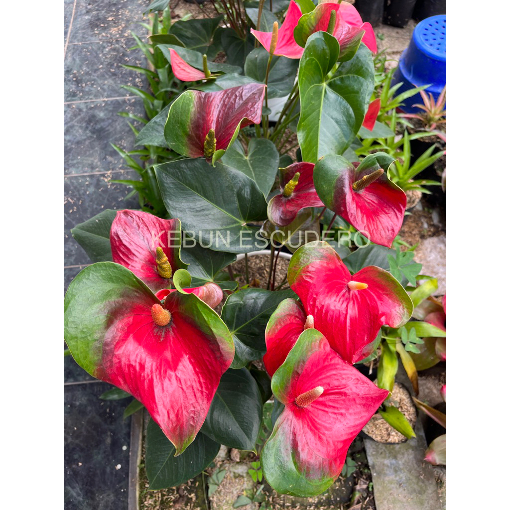 Anthurium Presiden Merah - Tanaman Hias Anthurium Presiden Merah - Tanaman Bunga Anthurium Presiden 