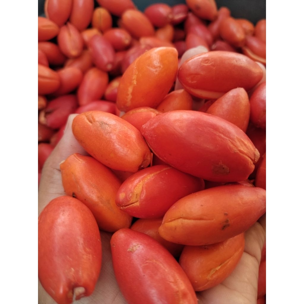 

Kulit Tangkil Biji Melinjo Super Fresh 250gr