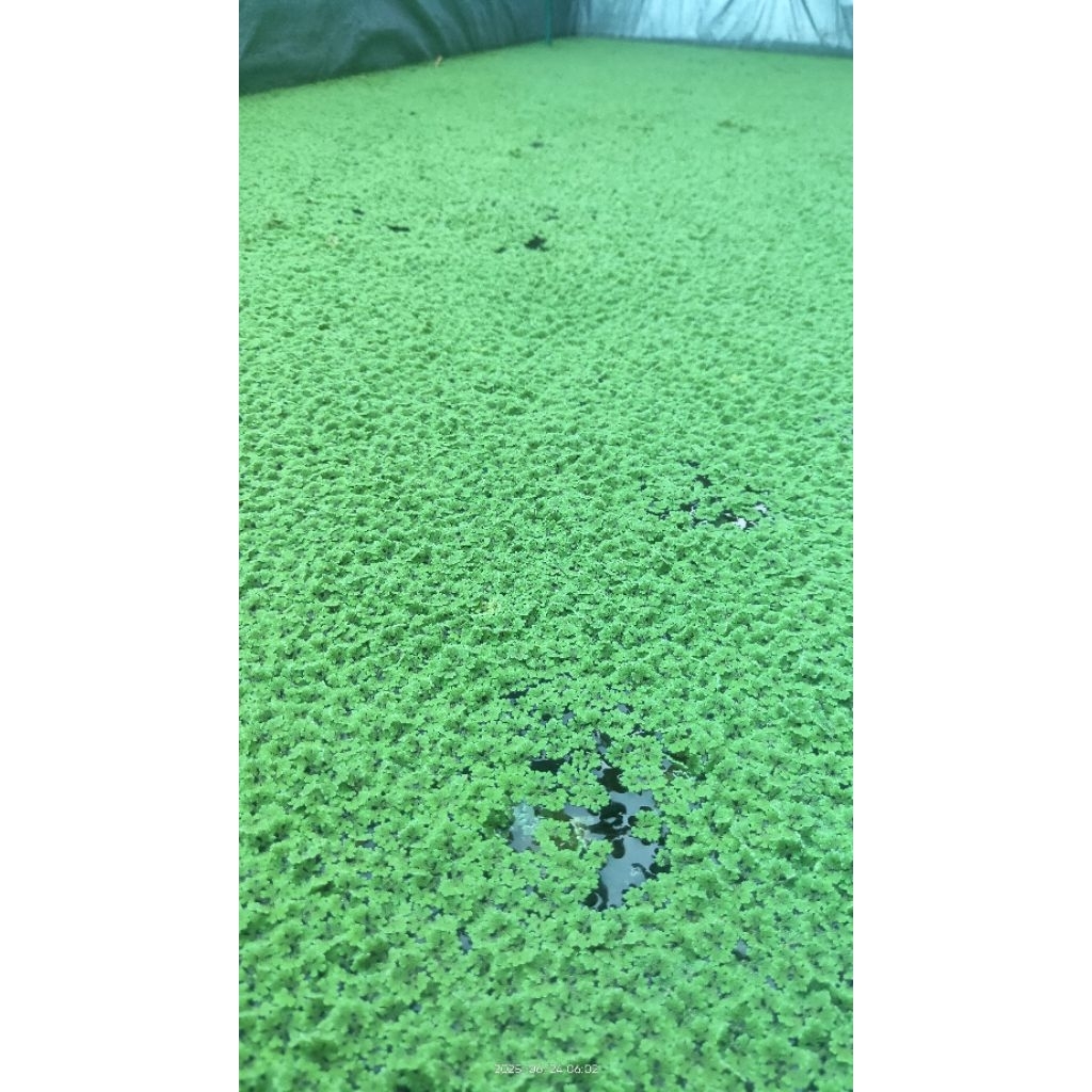 

Azolla microphylla