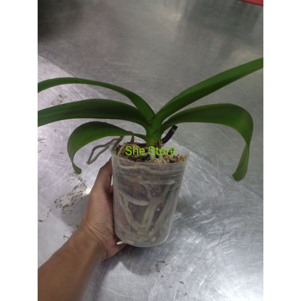 Anggrek Bulan Pasca Berbunga Dewasa