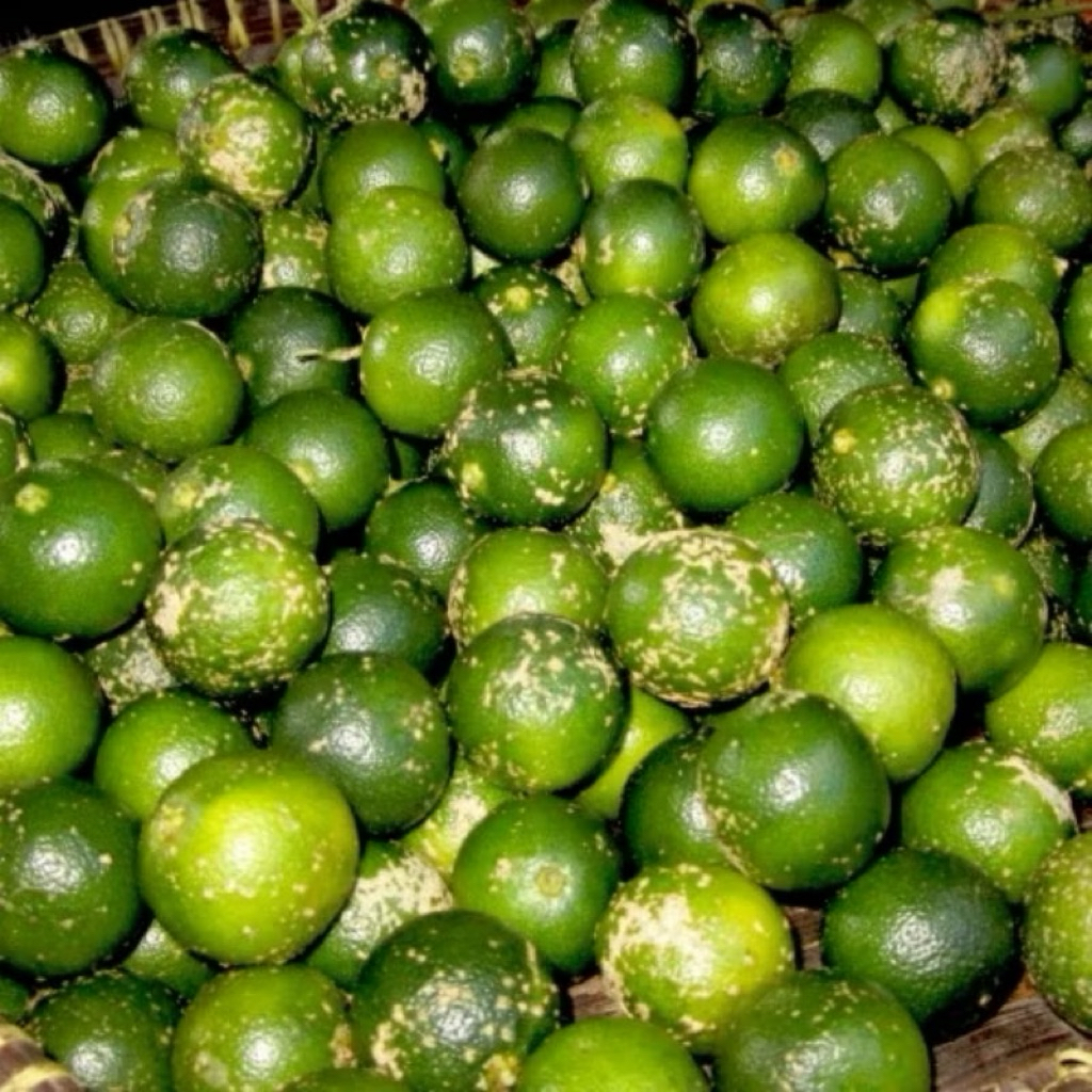 

BUAH JERUK SAMBAL/sonkit