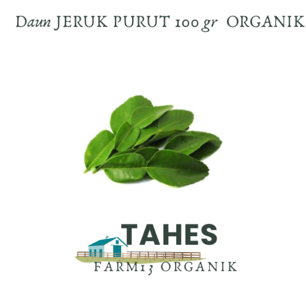 

Daun Jeruk Purut Fresh Herbal Organik 100 gr
