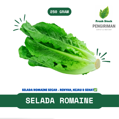 

SELADA ROMAINE | FreshStock