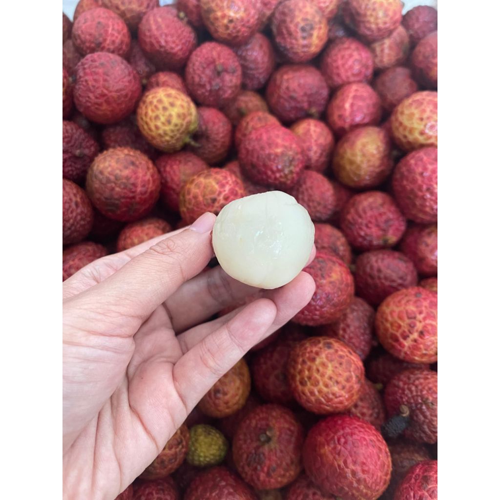 

Leci Lychee Madu Hijau atau Merah Manis Segar