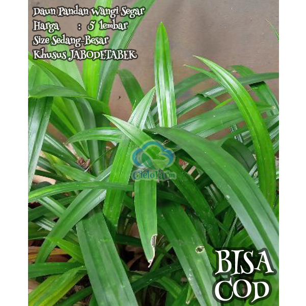

Daun Pandan Wangi Segar 5 Lembar Petik Dadakan