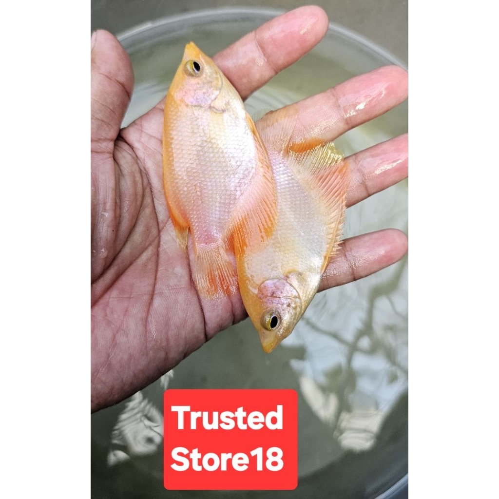 Anak bibit gurami / Gurame padang