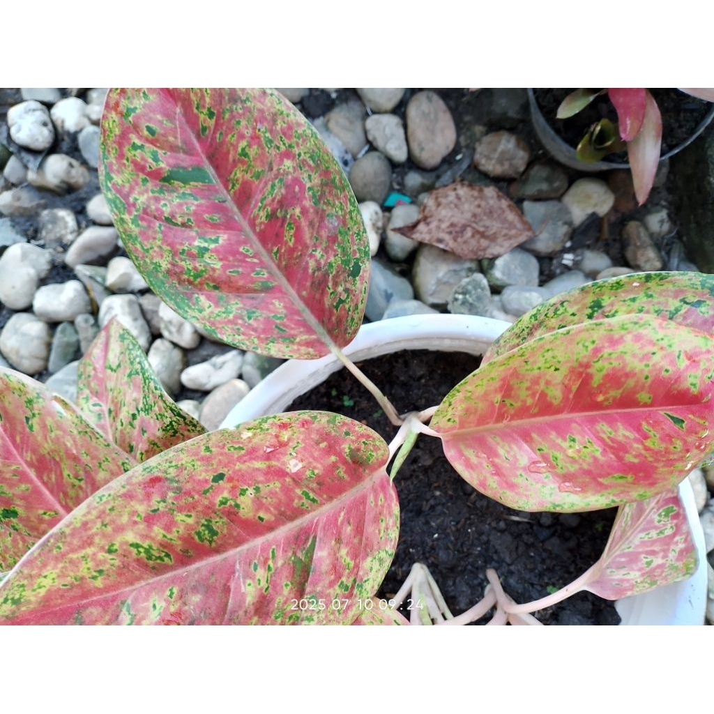 Aglonema BigRoy Mutasi