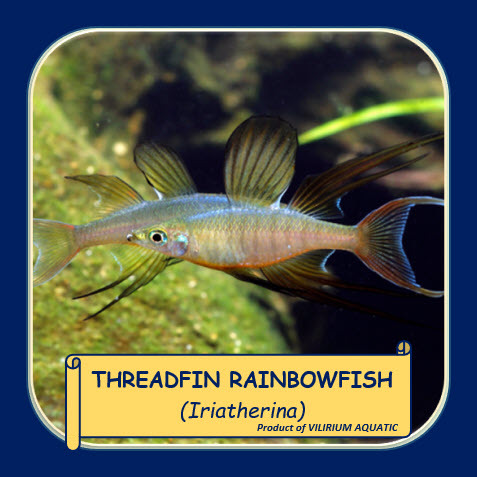 IKAN HIAS AIR TAWAR - IKAN IRIAN THERINA / IRIATHERINA / THREADFIN RAINBOW (IKAN AQUASCAPE)