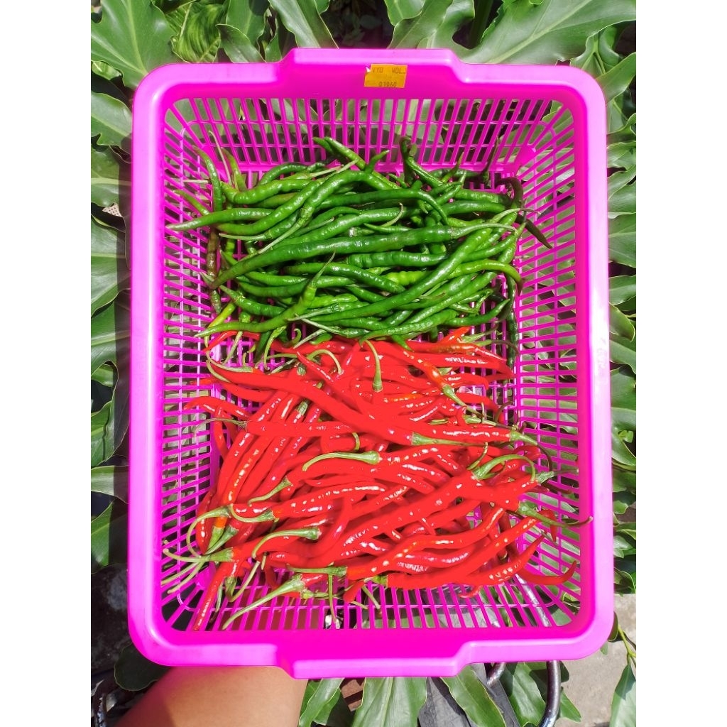 

PAKET HEMAT CABE KERITING HIJAU & MERAH