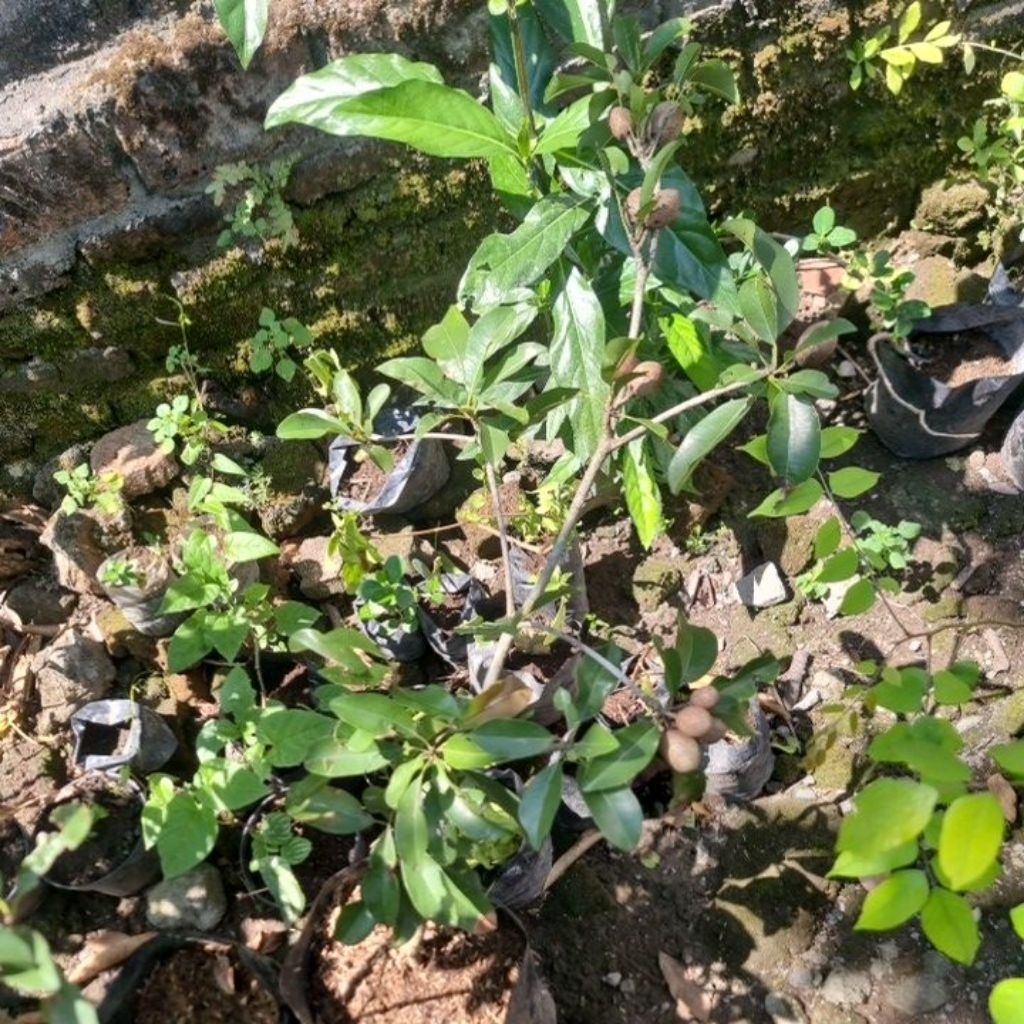 BIBIT SAWO MADU SUDAH BERBUAH