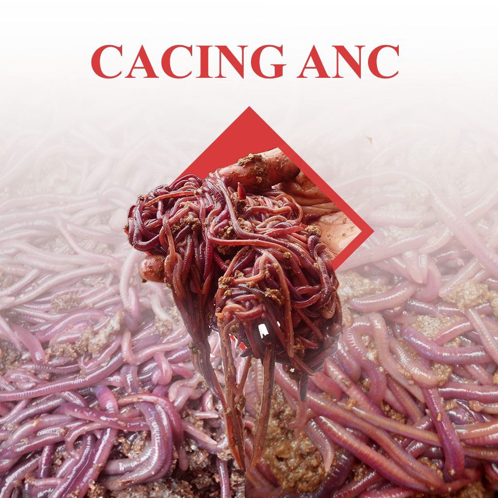 Cacing Tanah ANC Merah Umpan Pancing Pakan Burung