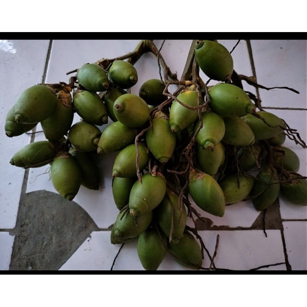 

pinang muda / jambe segar fresh 1kg