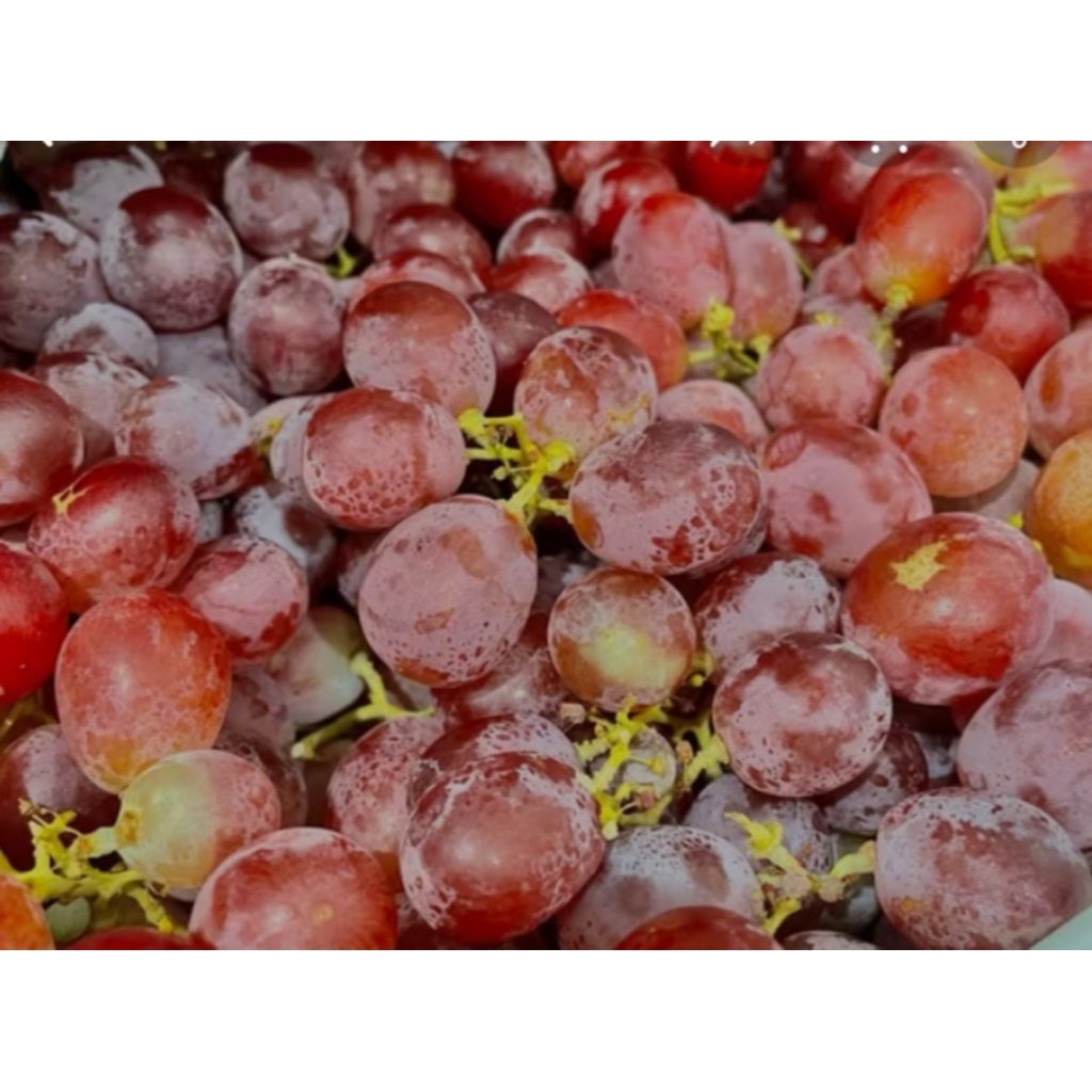 

anggur red globe 500 gr