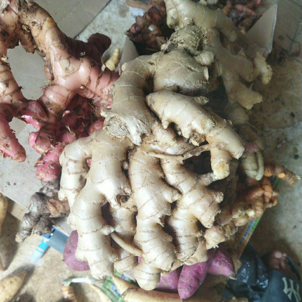 

jahe putih / jahe gajah 1kg sudah cuci bumbu masak segar langsung dari petani