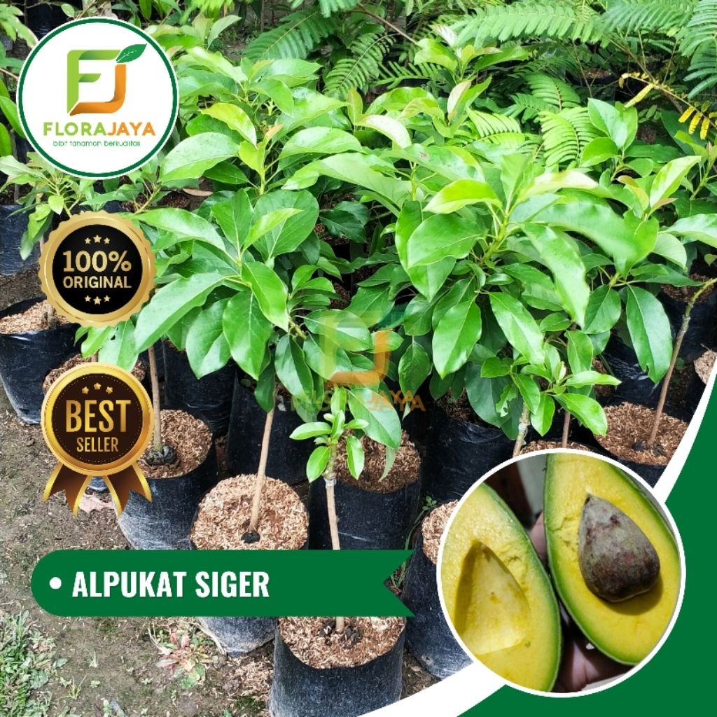 BIBIT ALPUKAT SIGER LAMPUNG OKULASI