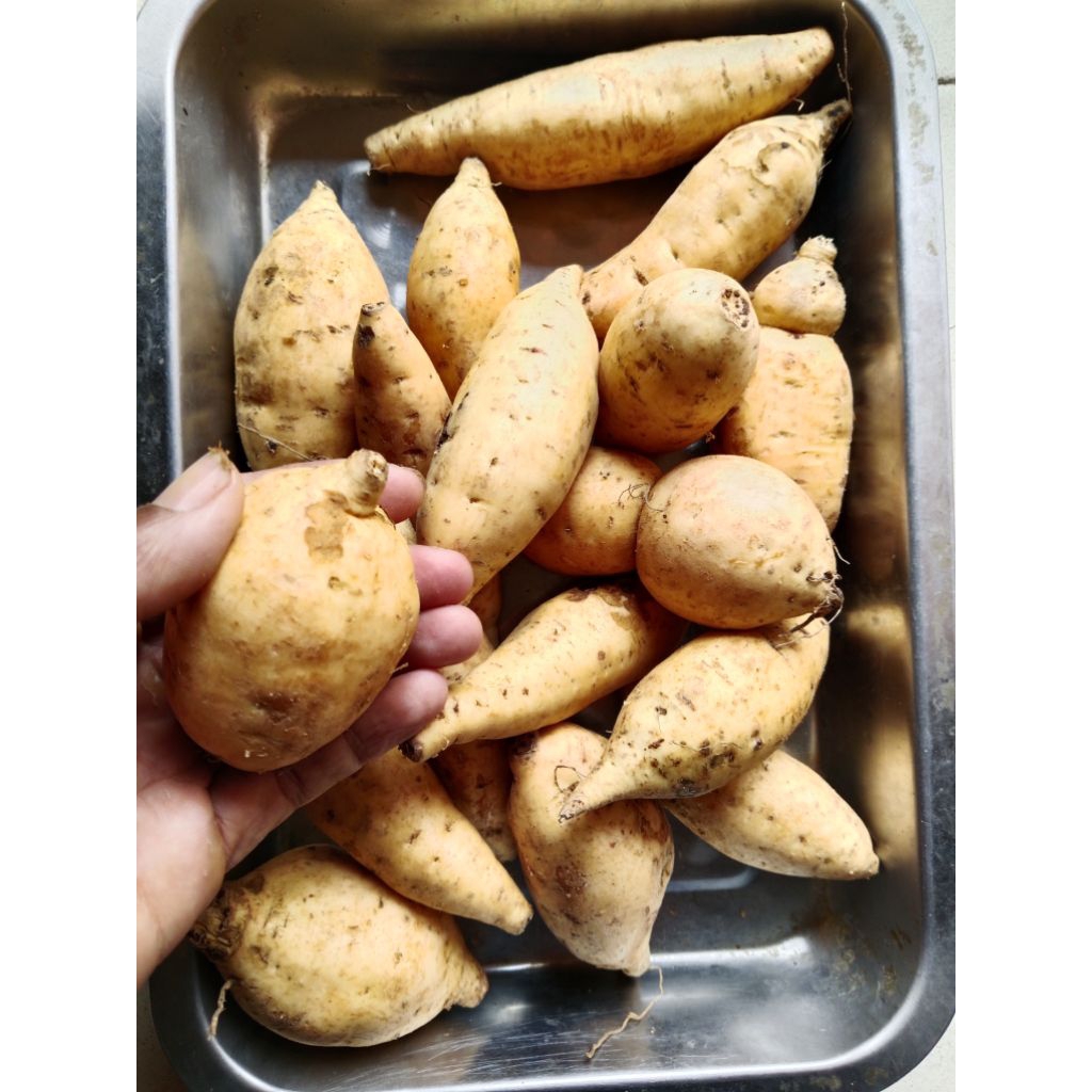 

ubi cilembu simadu 500gr mang sayur.