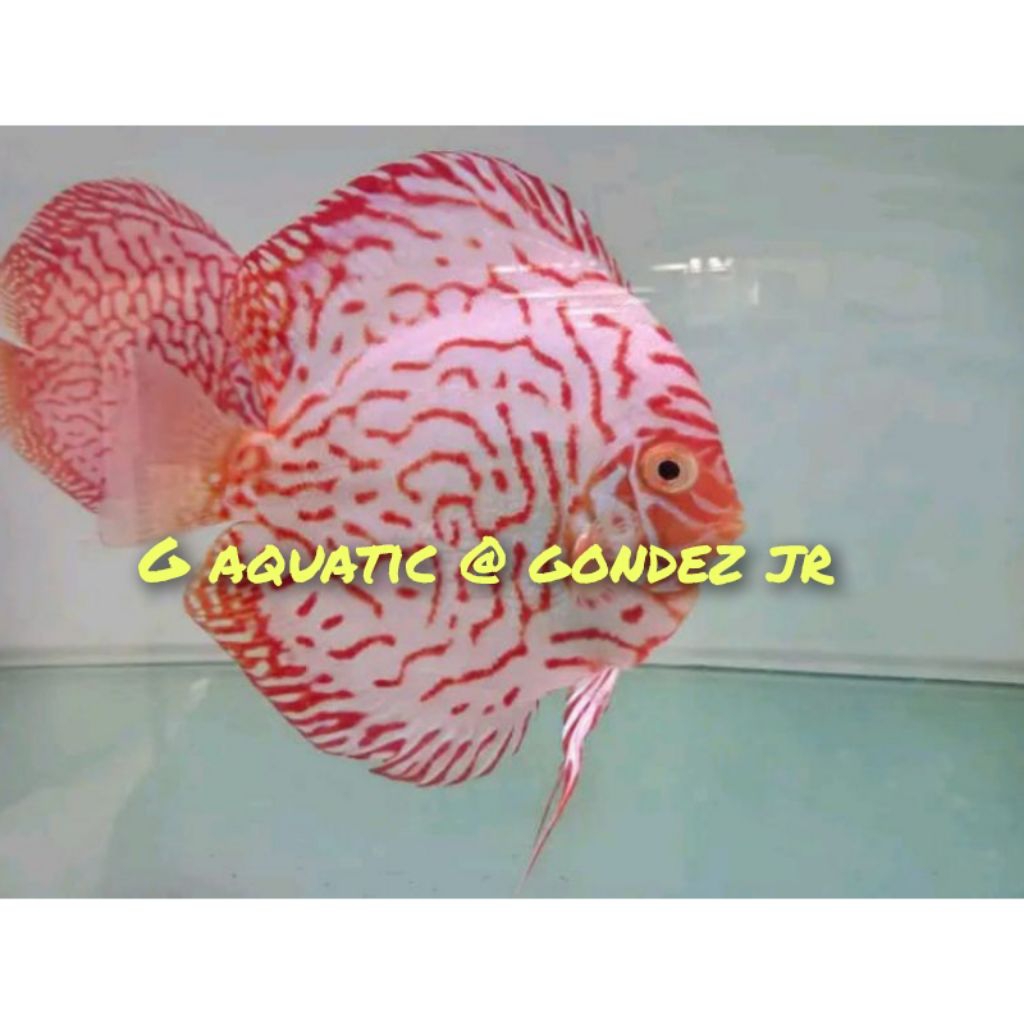 ikan discus white pigeon size 7cm