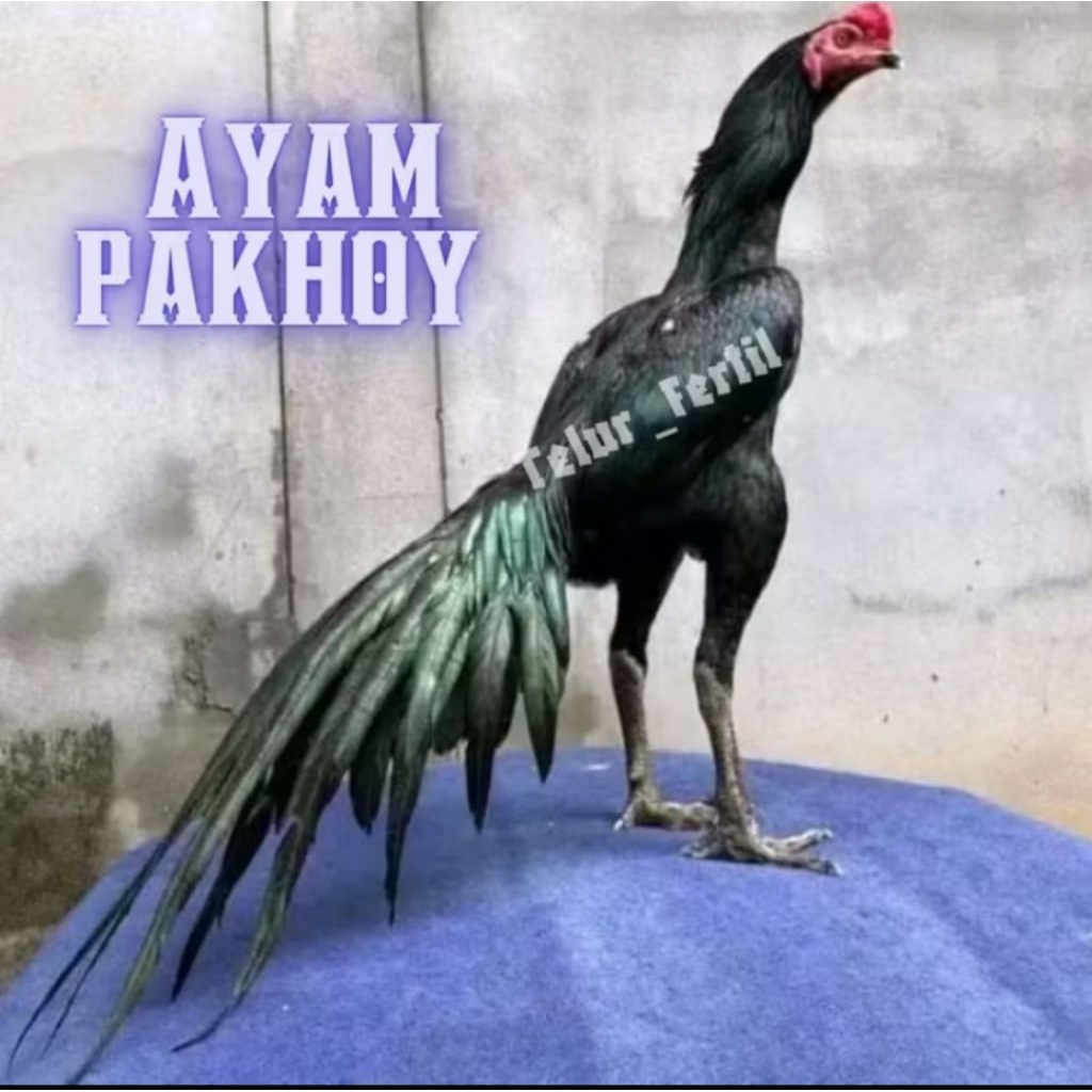 

telur ayam pakhoy ori full brakot brutal thailand asli petarung bisa untuk di tetaskan