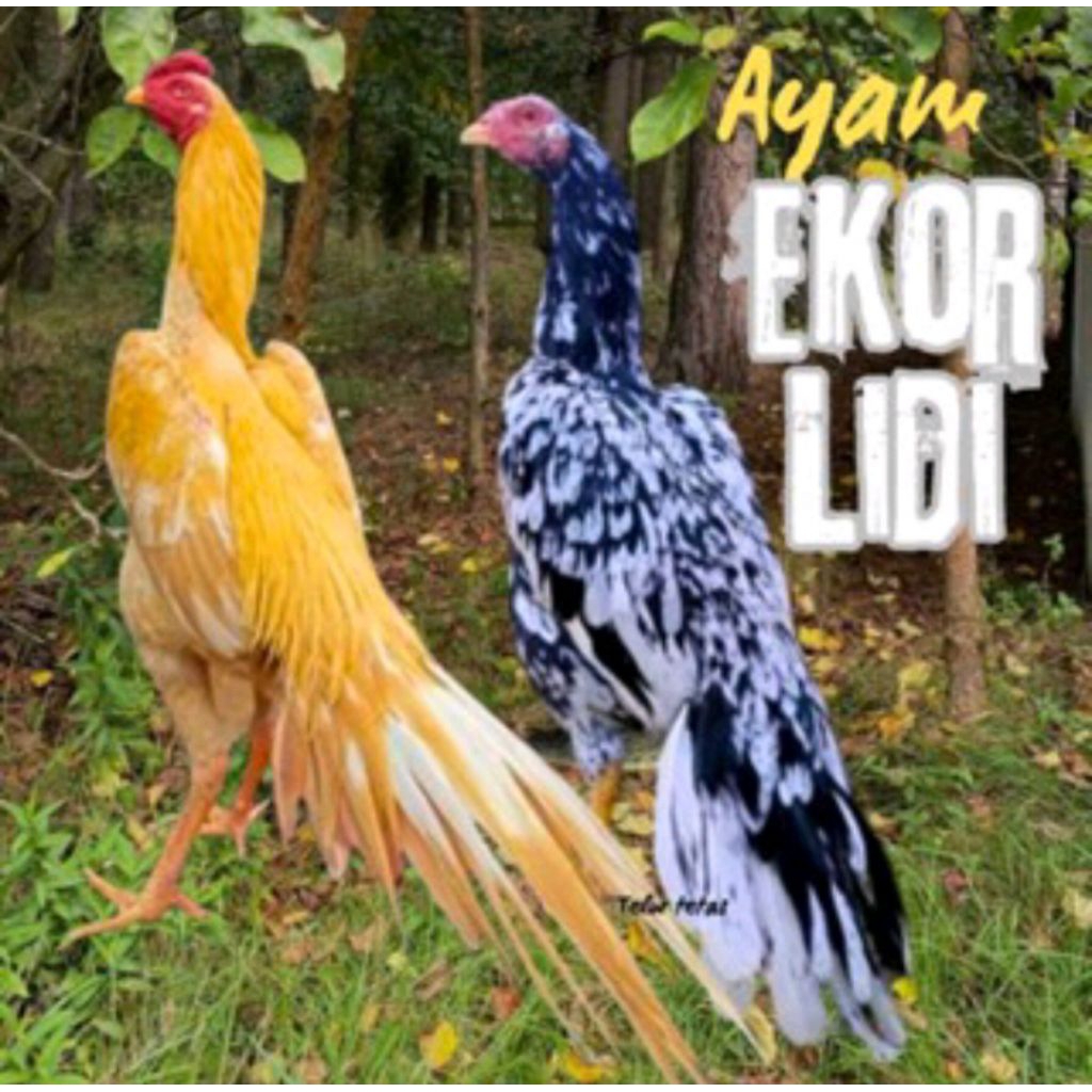 

telur ayam ekor lidi original asli super bisa untuk di tetaskan