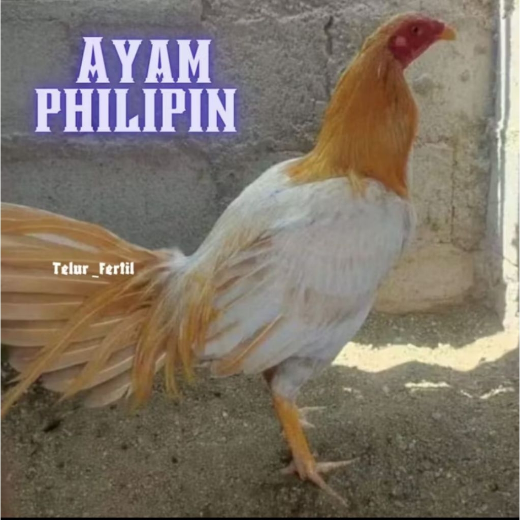 

telur ayam philipin asli petarung bisa untuk di tetaskan