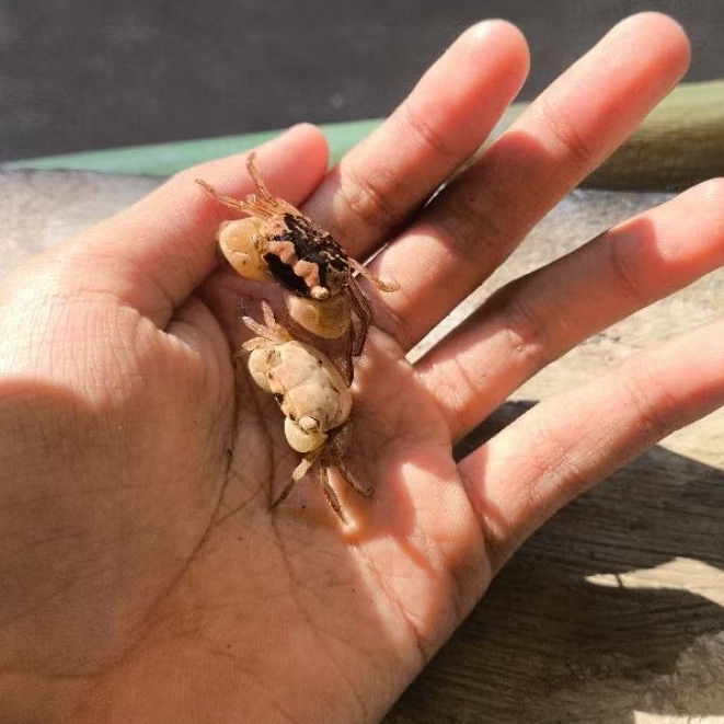 

1 Pasang Kepiting hias batik Rendom varian / 1 Pasang kepiting / kepiting hias / kepiting batik / batik crab / metasesarma obesum / kepiting hias air tawar