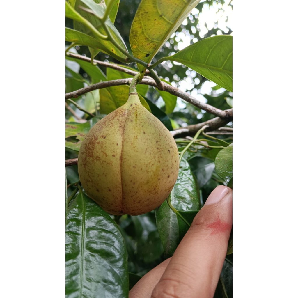 

buah pala mentah 1000 gram atau 1 kg