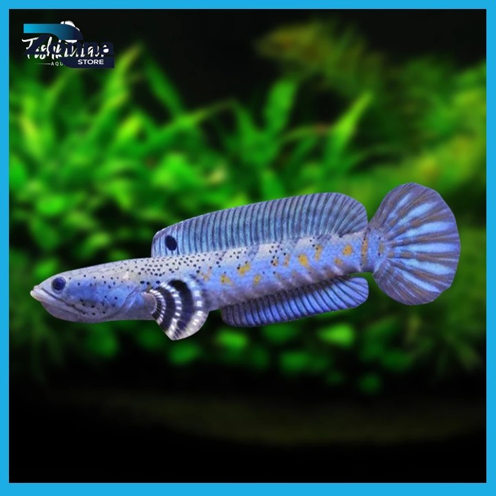 Blue Pulchra 7 - 9 cm Single Tank